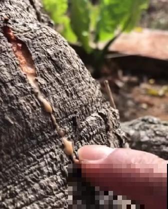 20种有毒花，看见绕道儿走，千万别乱摸