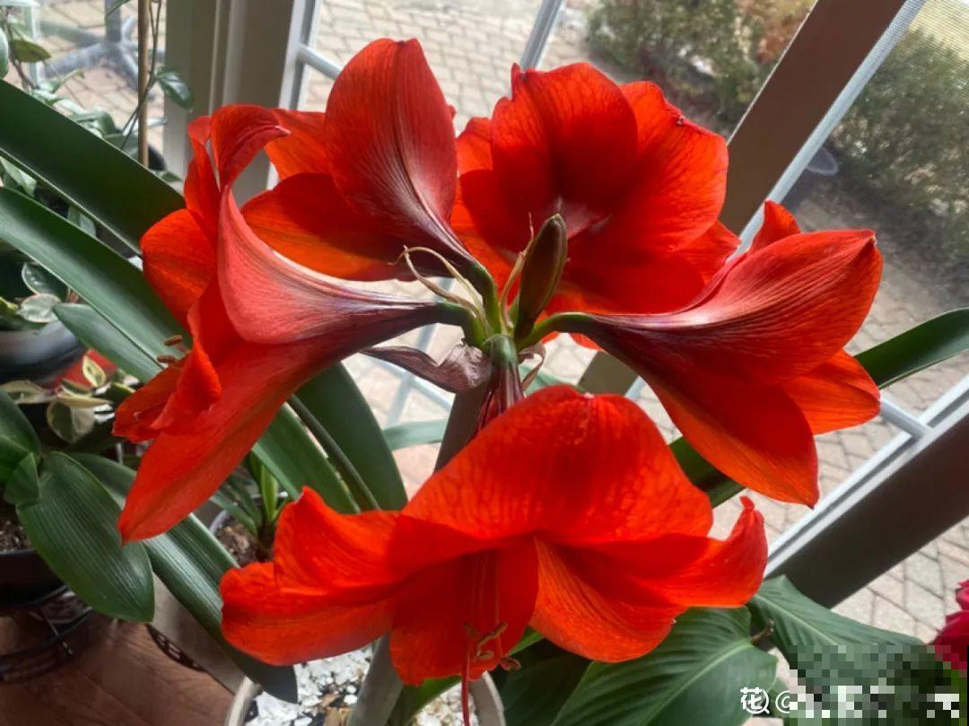 20种花不用买，开完花等20天，爆出好多种子！