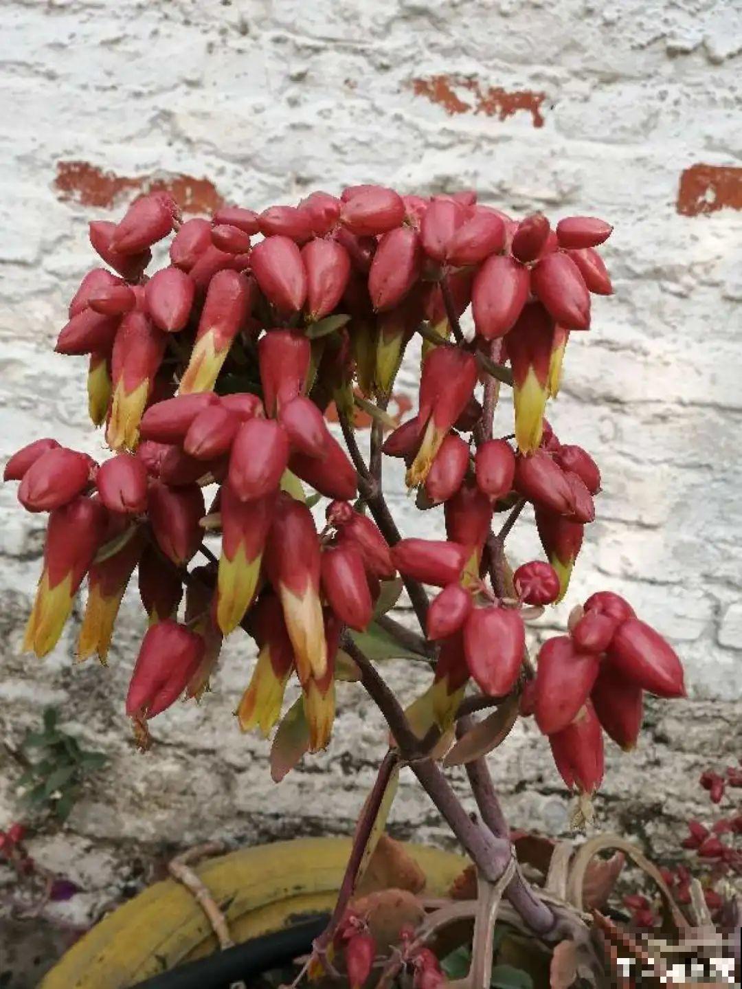 多肉开花不常见，但是颜值还挺高，你会不会剪掉？