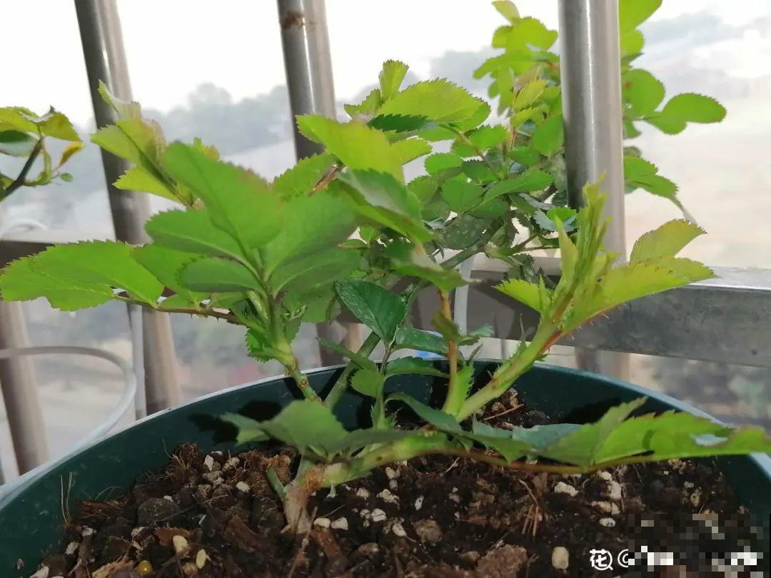 花园“三剑客”，可不太好养，能养好的都是高手