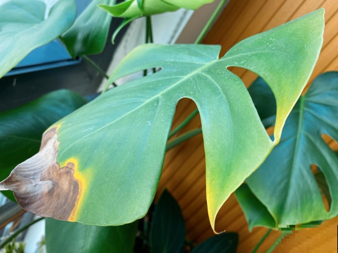 春天多给花喷水，叶子越来越油绿，长势更好