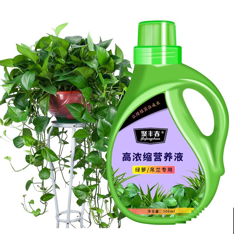 绿萝叶子总发黄，原来问题出在4个方面，再不管就只剩盆了