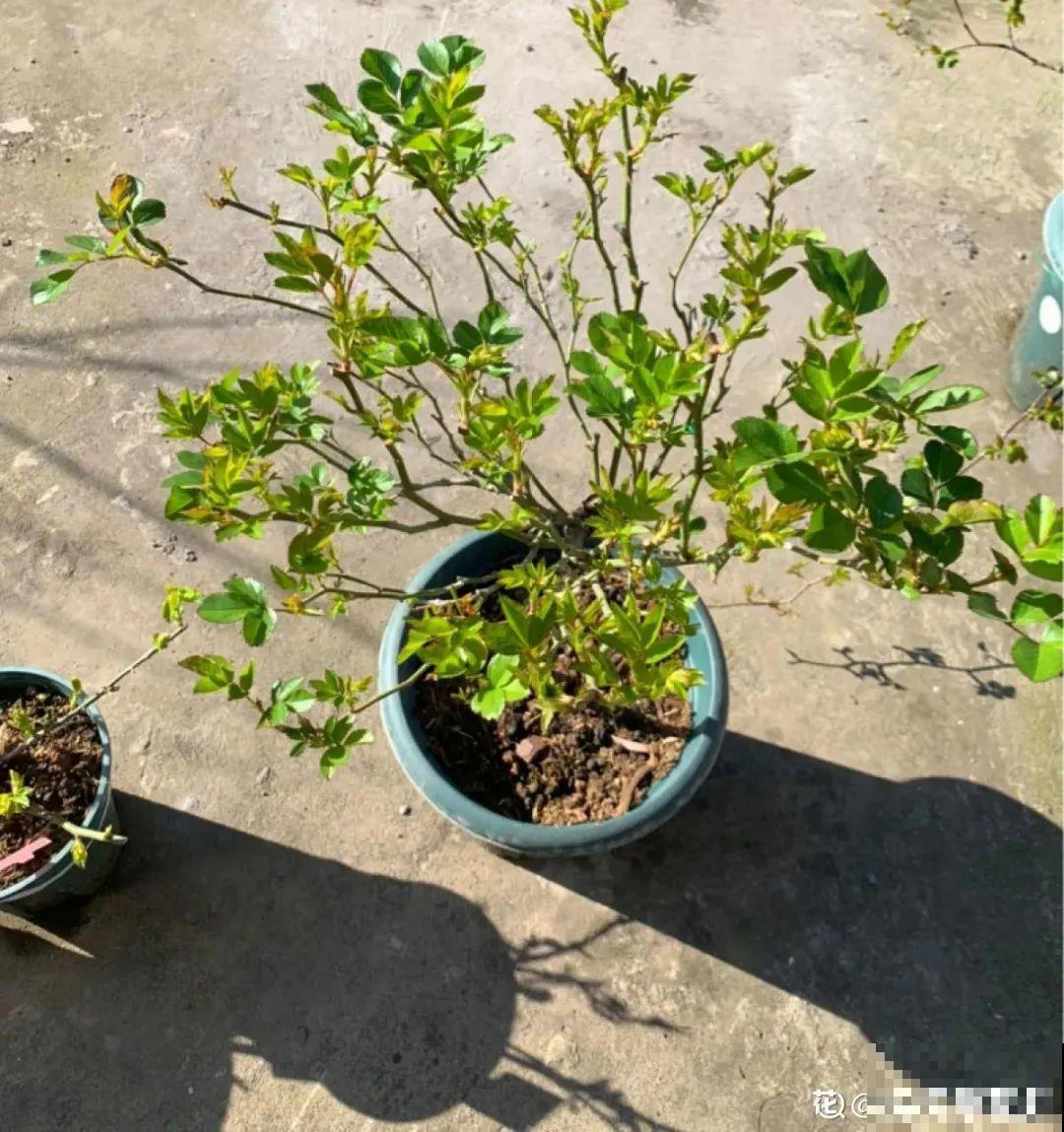 初春浇水要谨慎，浇水浇不对，小心全军覆没