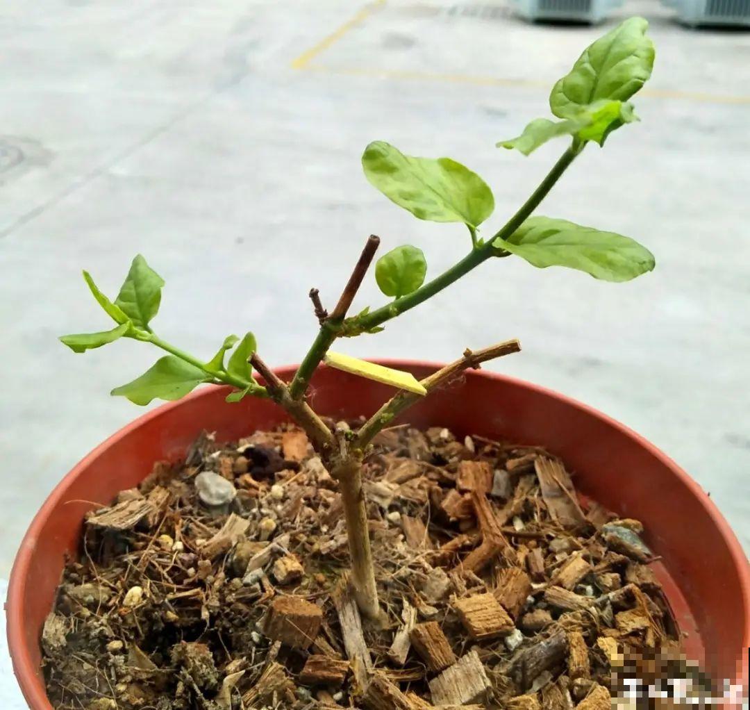 草本植物春剪,学着掐顶芽,呼呼冒出一大盆 草本植物春剪,学着掐顶芽,呼呼冒出一大盆