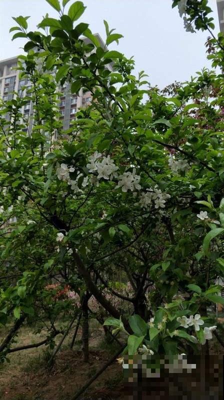 中国独有的树，开花满树白雪，结果像个“小秤锤”，见过的人太少