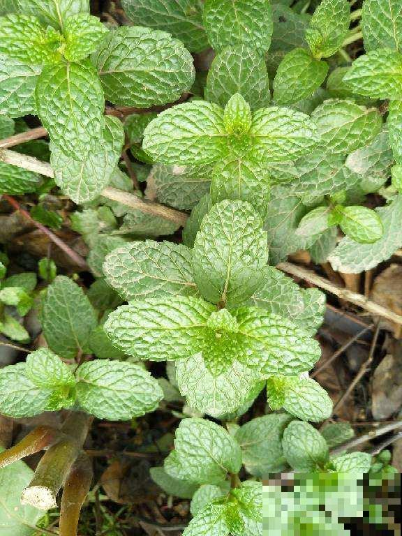 薄荷不用买，扦插就能活，很快又能长一盆！