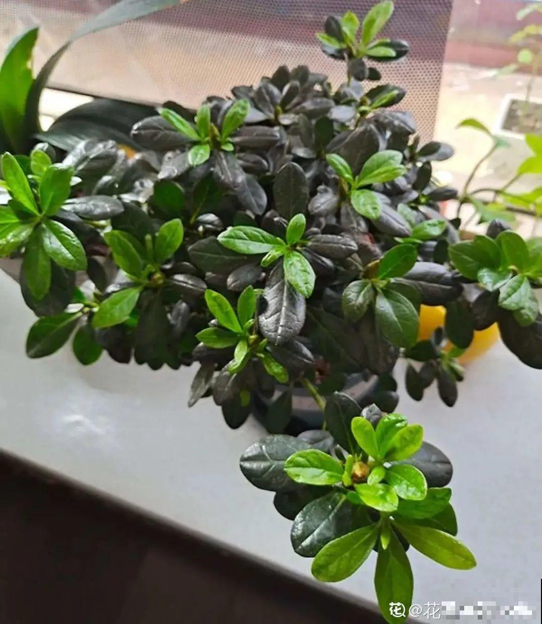 长寿开花后，要好好修剪，很快冒新芽