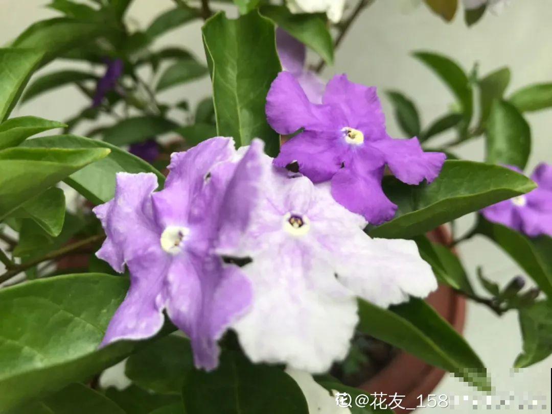 5月出门,收下这份百花图谱,啥花都能叫上名! 5月出门,收下这份百花图谱,啥花都能叫上名!