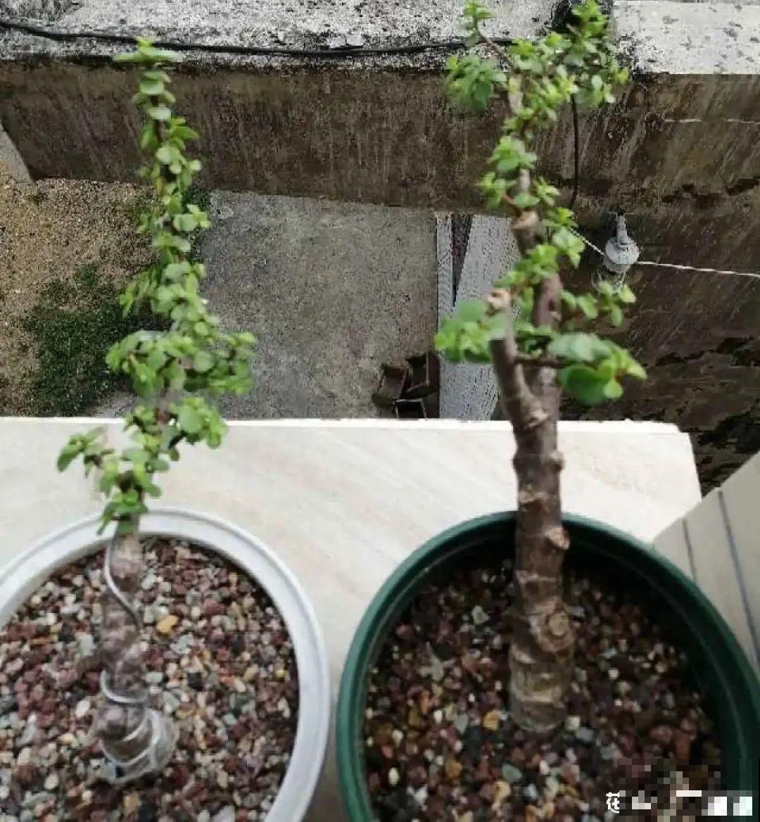 春天给花修剪,花才能呼呼开,俩月开爆盆 春天给花修剪,花才能呼呼开,俩月开爆盆