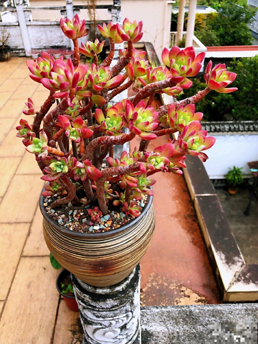 9种多肉，夏天不休眠，浇水还要加把劲儿