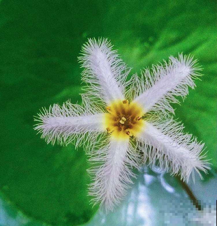 1种花只有1片叶,只需要一碗清水就能养,现在养到夏天长满缸! 1种花只有1片叶,只需要一碗清水就能养,现在养到夏天长满缸!