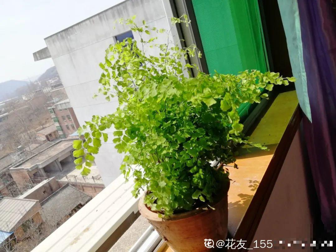 夏天怕晒的花,赶紧搬到阴凉地儿,再晒成枯杆了 夏天怕晒的花,赶紧搬到阴凉地儿,再晒成枯杆了