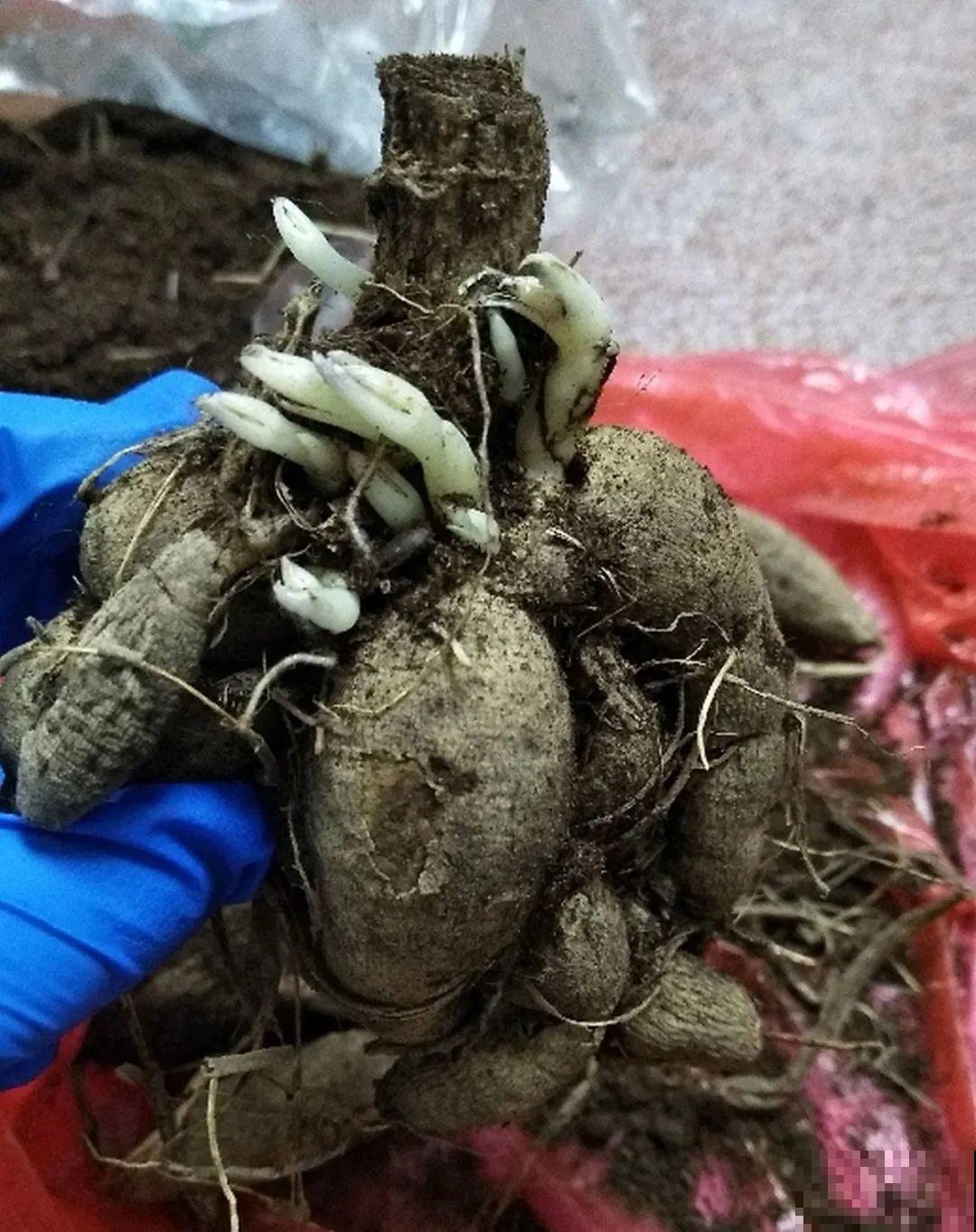 9种花是富贵命,必须大盆养,小盆养会憋死 9种花是富贵命,必须大盆养,小盆养会憋死