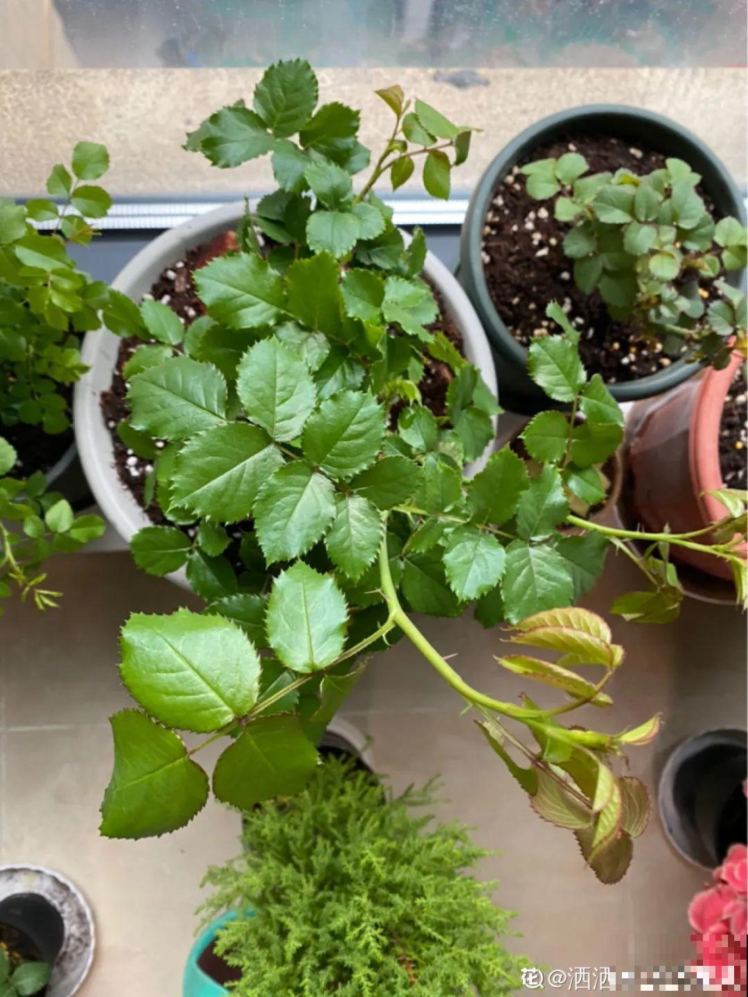 8种花开始慢慢睡醒了， 现在长得正旺，多浇水施肥， 开花更多！