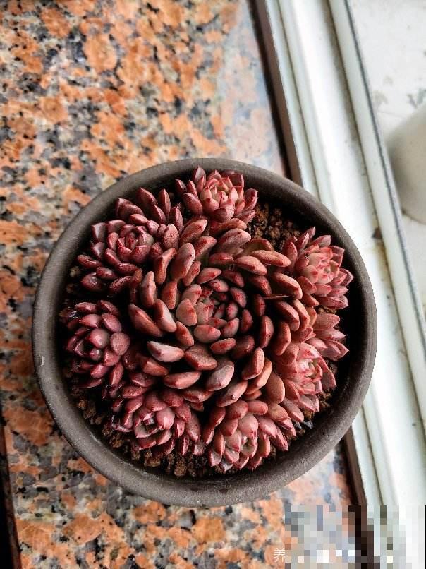 家里养盆招财多肉，颜色鲜艳喜庆，越养越喜欢