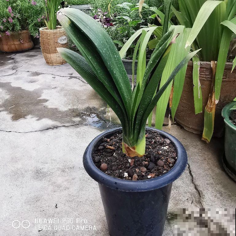 春天养护君子兰,不能将水滴进叶心,容易烂叶 春天养护君子兰,不能将水滴进叶心,容易烂叶