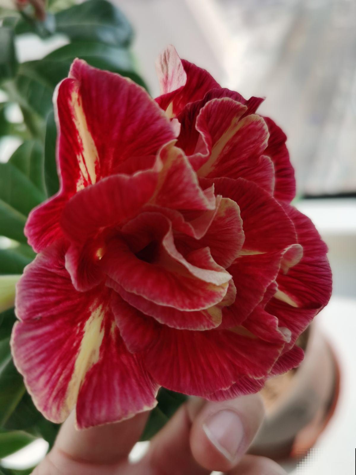 立夏后养3类花，养家里看着真舒服，还特别耐晒