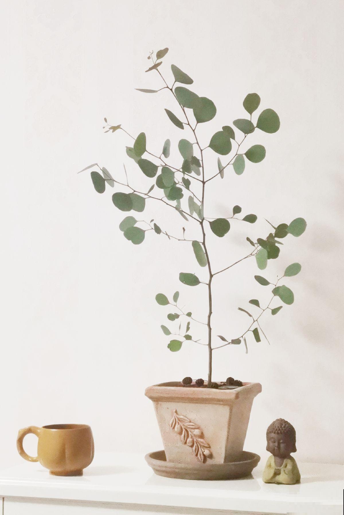 养在家里的大型绿植,盆盆都能长到一米二,气质优雅独特 养在家里的大型绿植,盆盆都能长到一米二,气质优雅独特