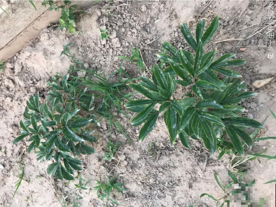 20种花不用买，开完花等20天，爆出好多种子！