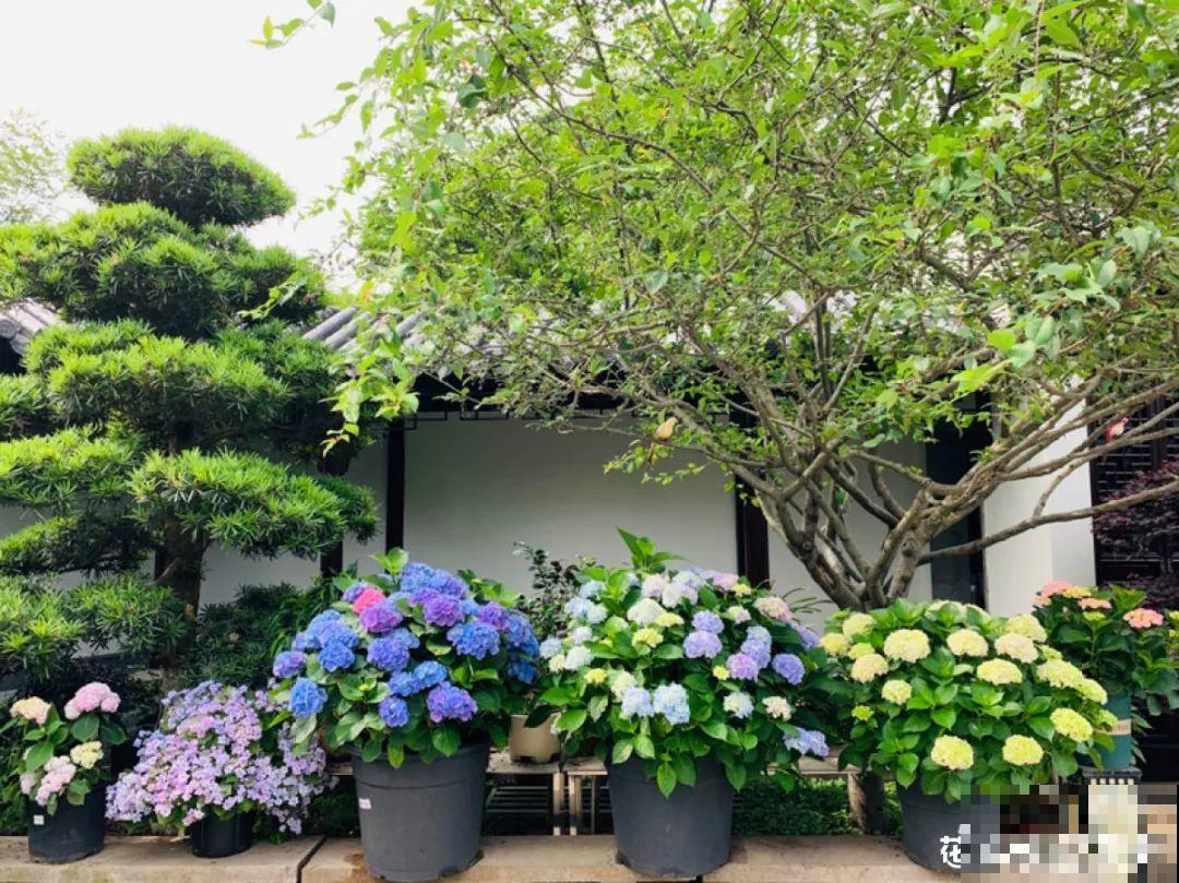 适合大门口养的花，开花时间要长，开花也要大气
