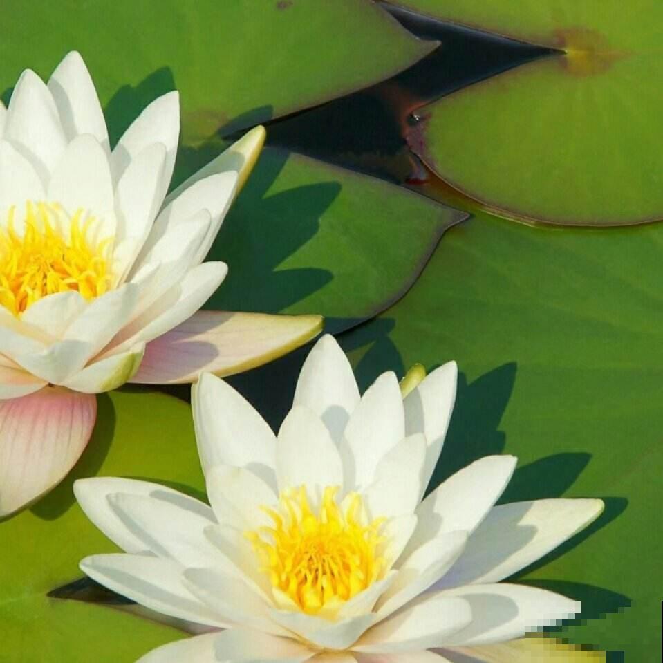 荷花在家这么种，成活率高，清水就能“出芙蓉”！