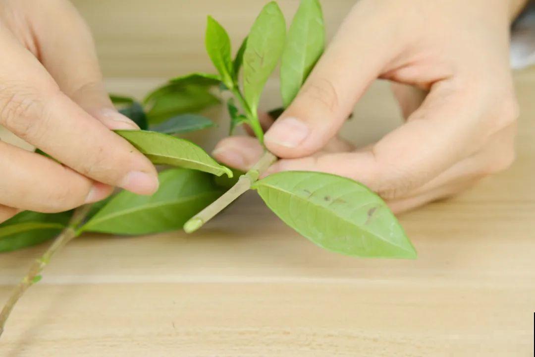 11种常见花，现在扦插，成活率特高