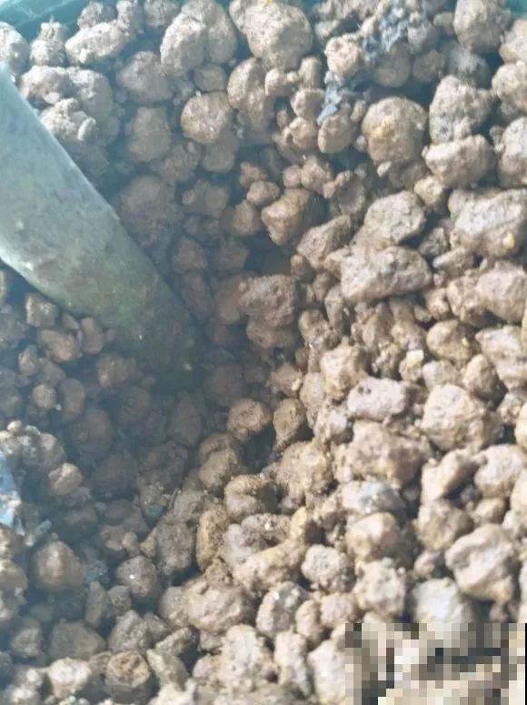 春天最佳繁殖季，扦插播种分株压条，成活率特高