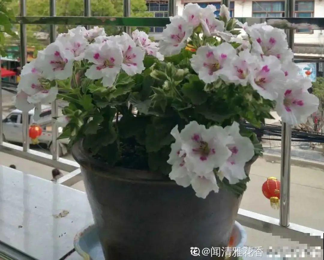 天热了,8种花要休眠,要少浇水 天热了,8种花要休眠,要少浇水