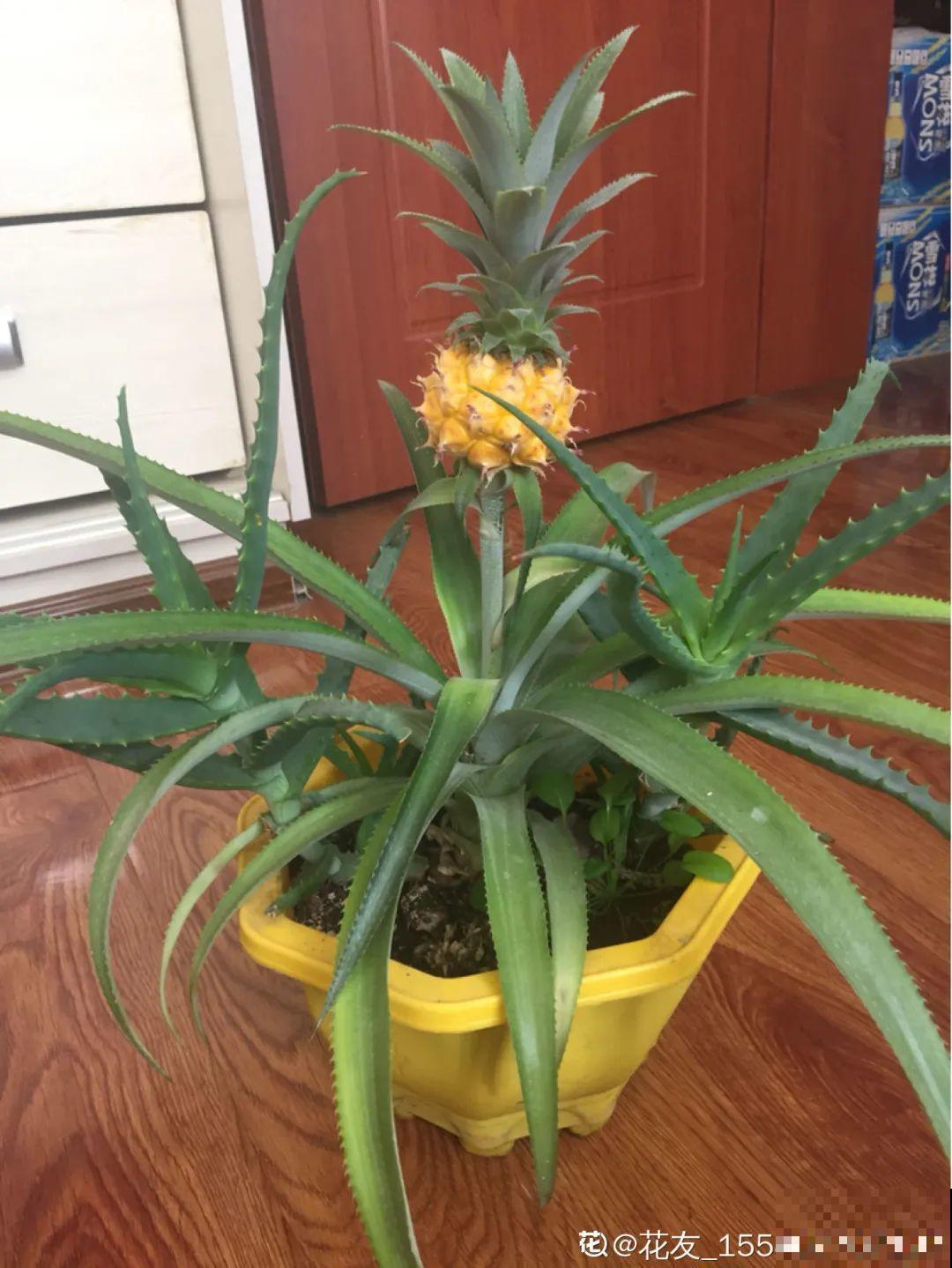 花盆里养棵果树,满枝条都是果子,看着就喜庆 花盆里养棵果树,满枝条都是果子,看着就喜庆