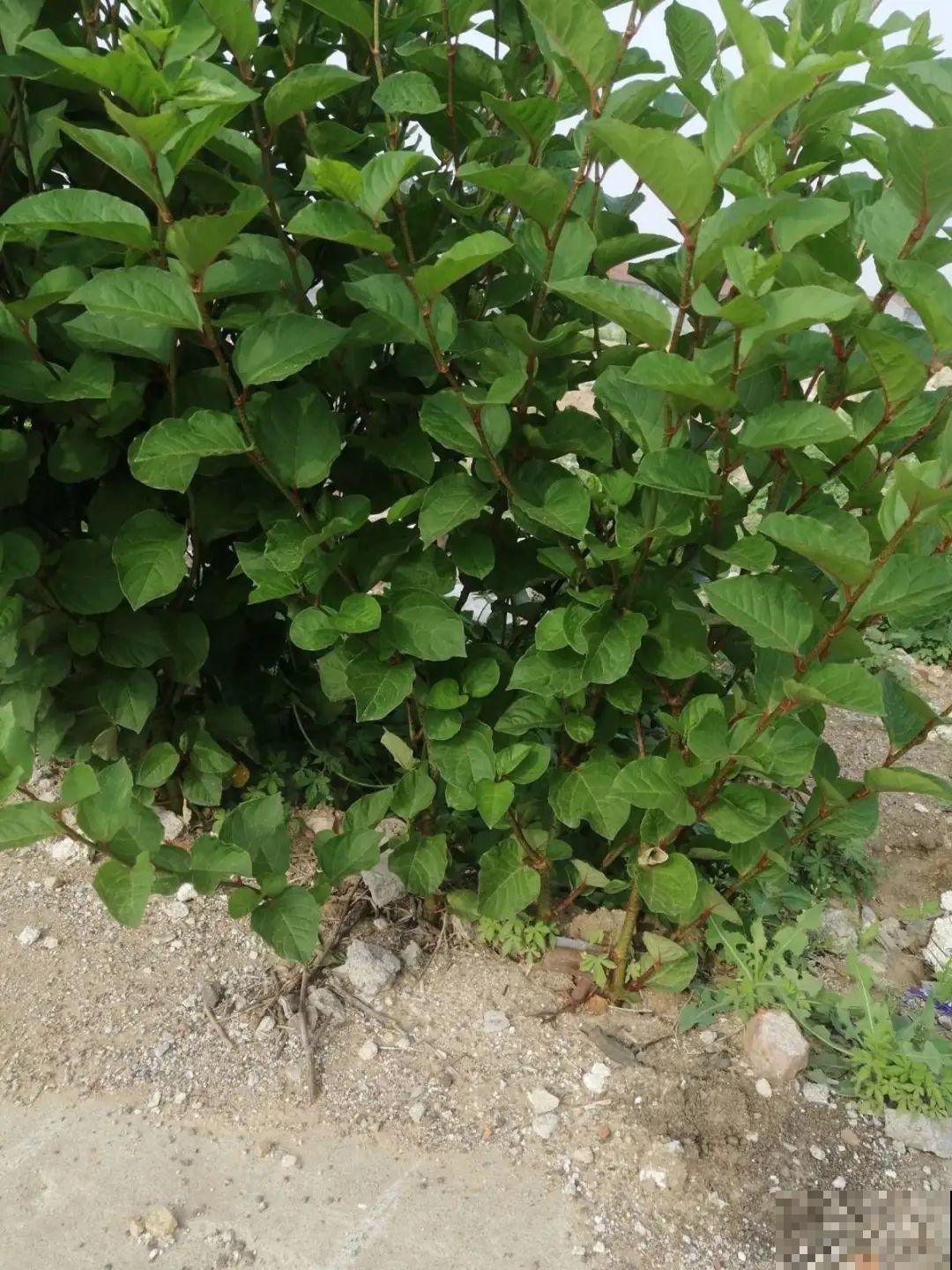 院子长出9种草，看到就铲除，留着就是大祸害