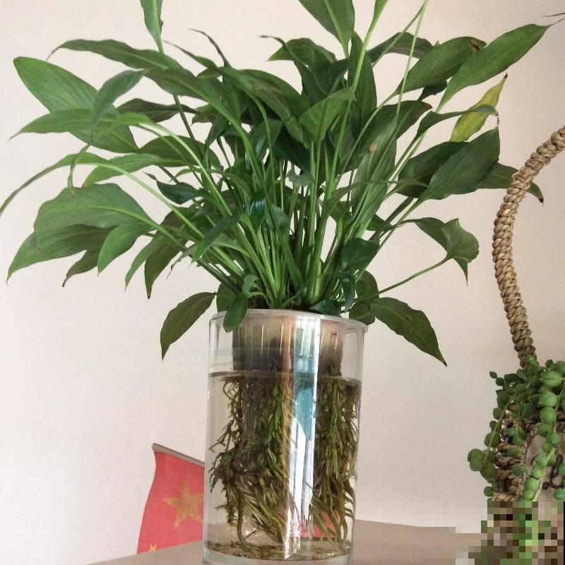 养花换个方法,直接插水里养, 干净长得快 养花换个方法,直接插水里养, 干净长得快