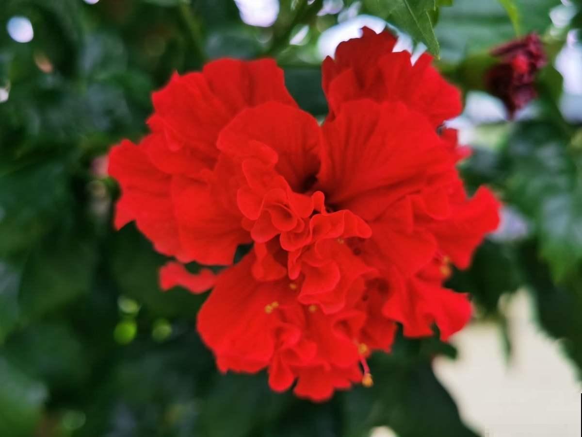 邻居折断了我的蜀葵，我带着监控去找，真解气