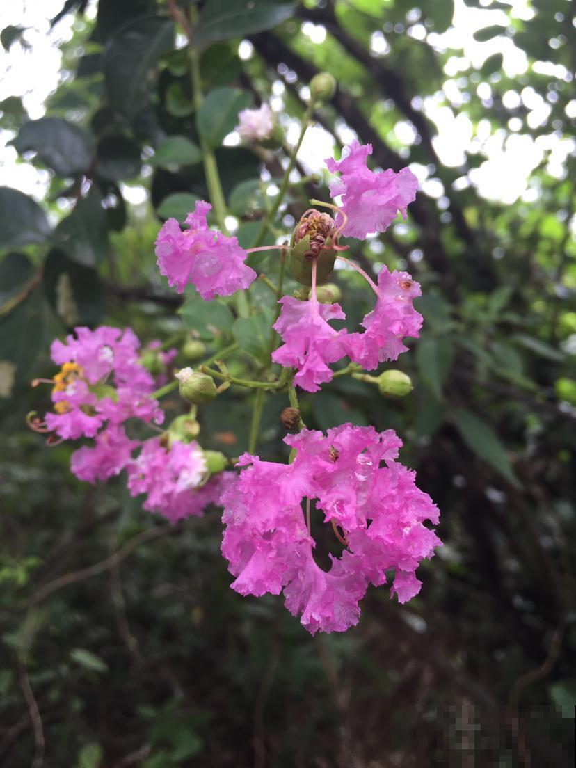 未来一个月,4种花要涨价,现在入手正合适 未来一个月,4种花要涨价,现在入手正合适