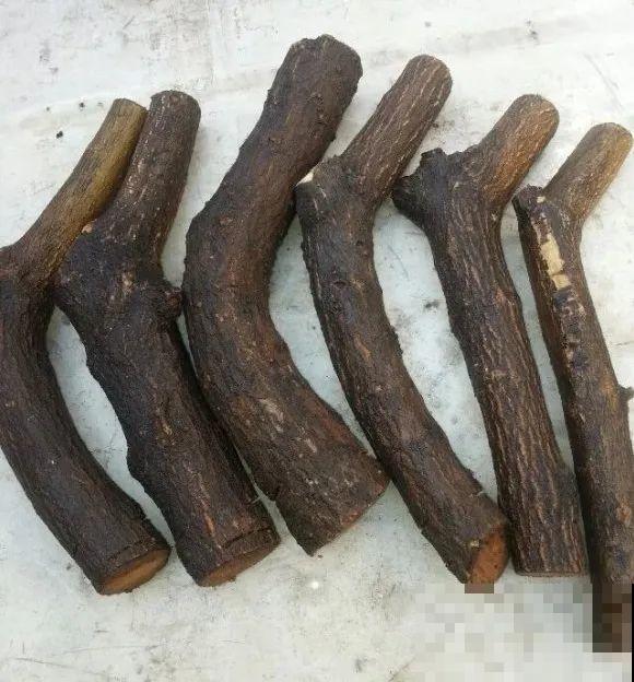 春天的大粗杆子，直接插土里，很快就生根