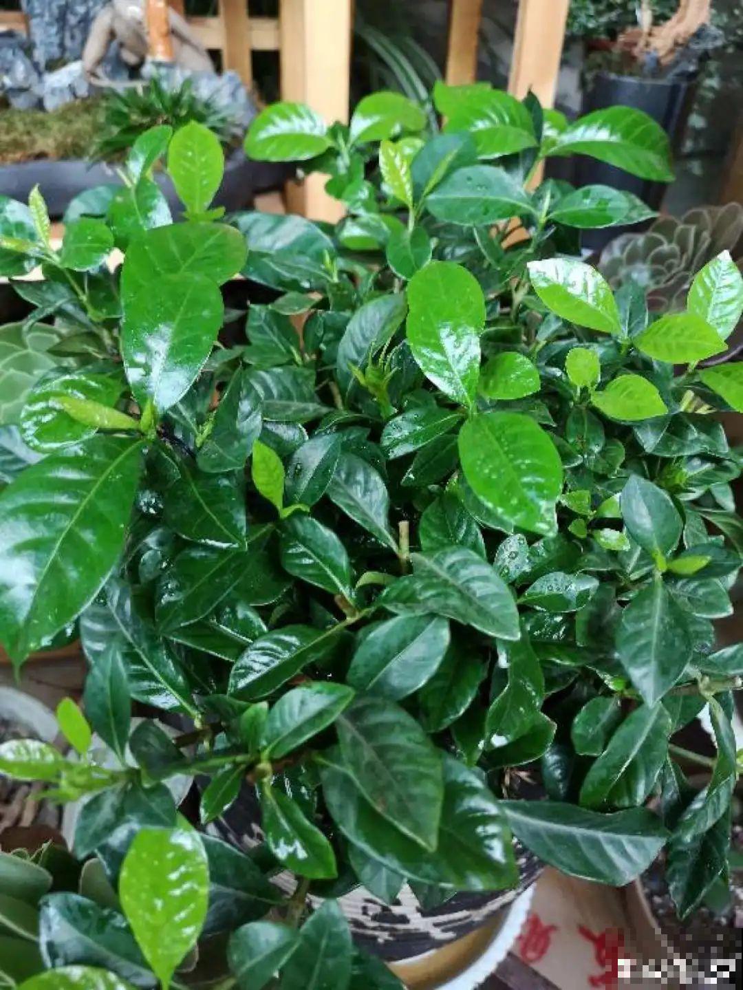 公认的难养花，买一盆死一盆，原来是被动了手脚…