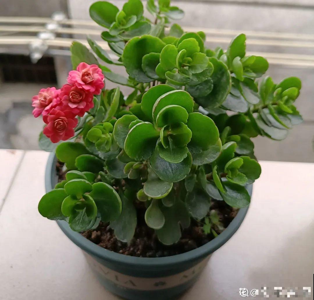 春天养花，就怕乱浇水，浇错水植物死的越快