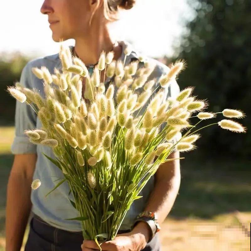 超可爱的小众花，有趣的人都在养，毛茸茸的特可爱