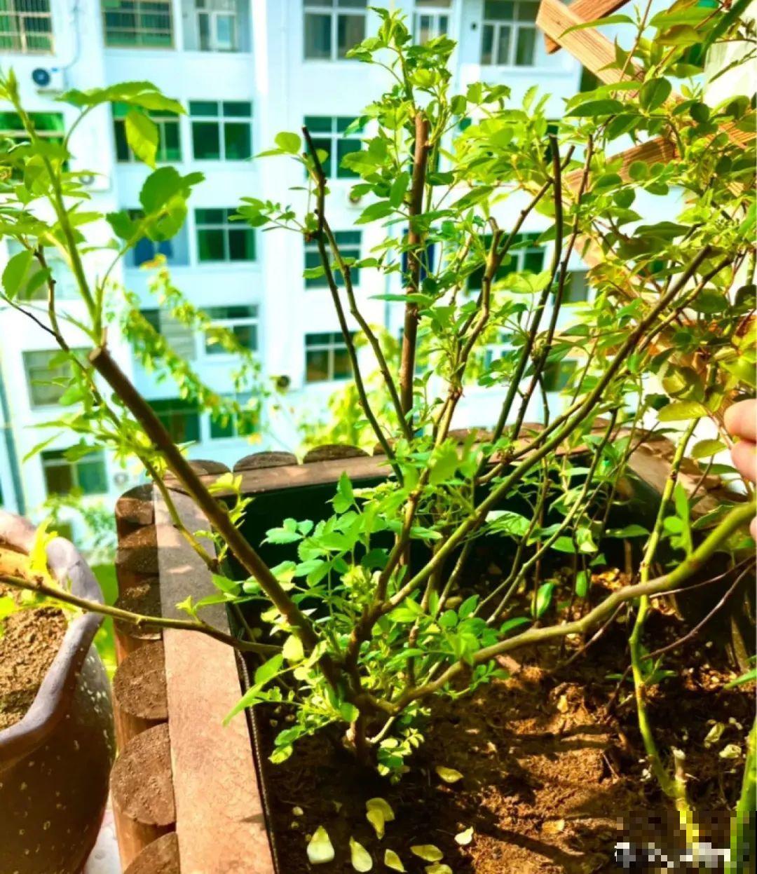 给花浇水掺点白醋，植物根比萝卜还粗，健壮不黄叶