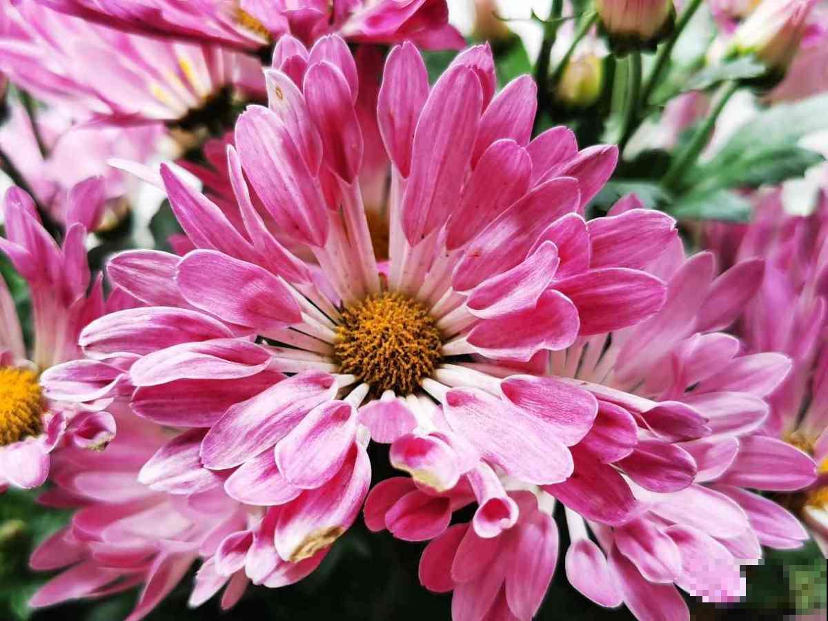 古人喜欢的花，一直传承至今，每一种都超有气质