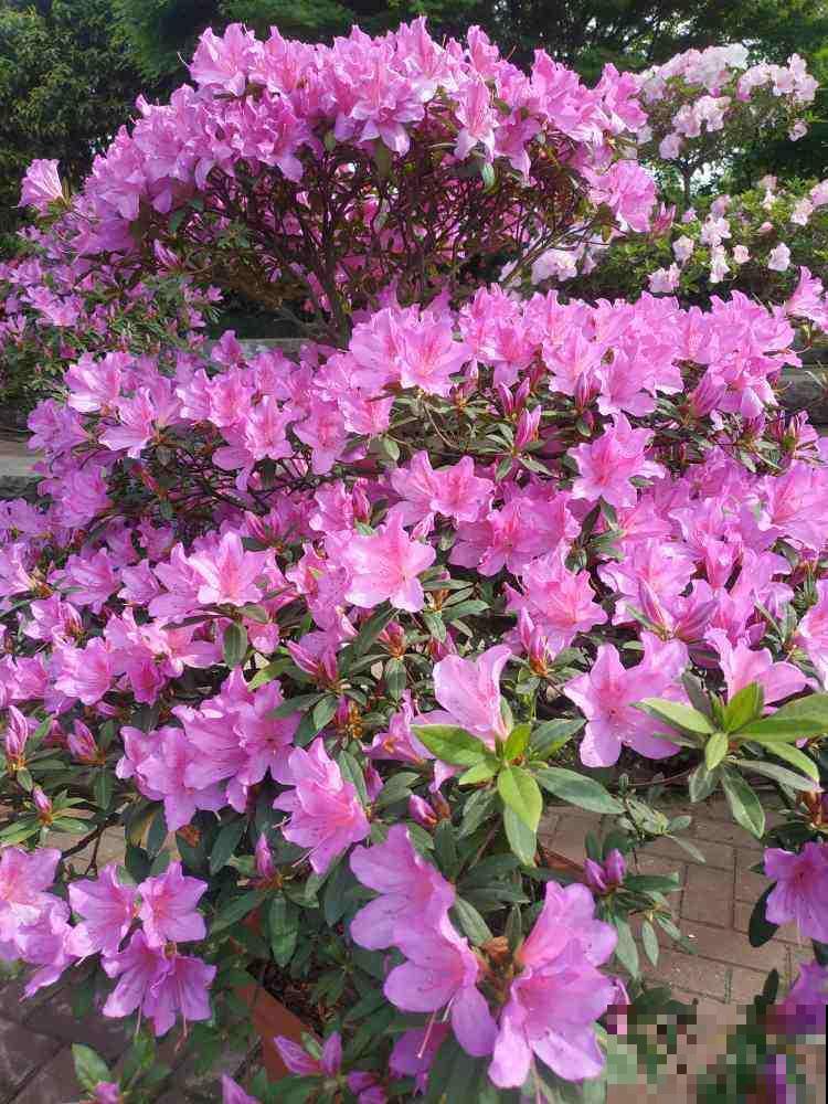 80种常见花卉，读过后，花名难不倒你