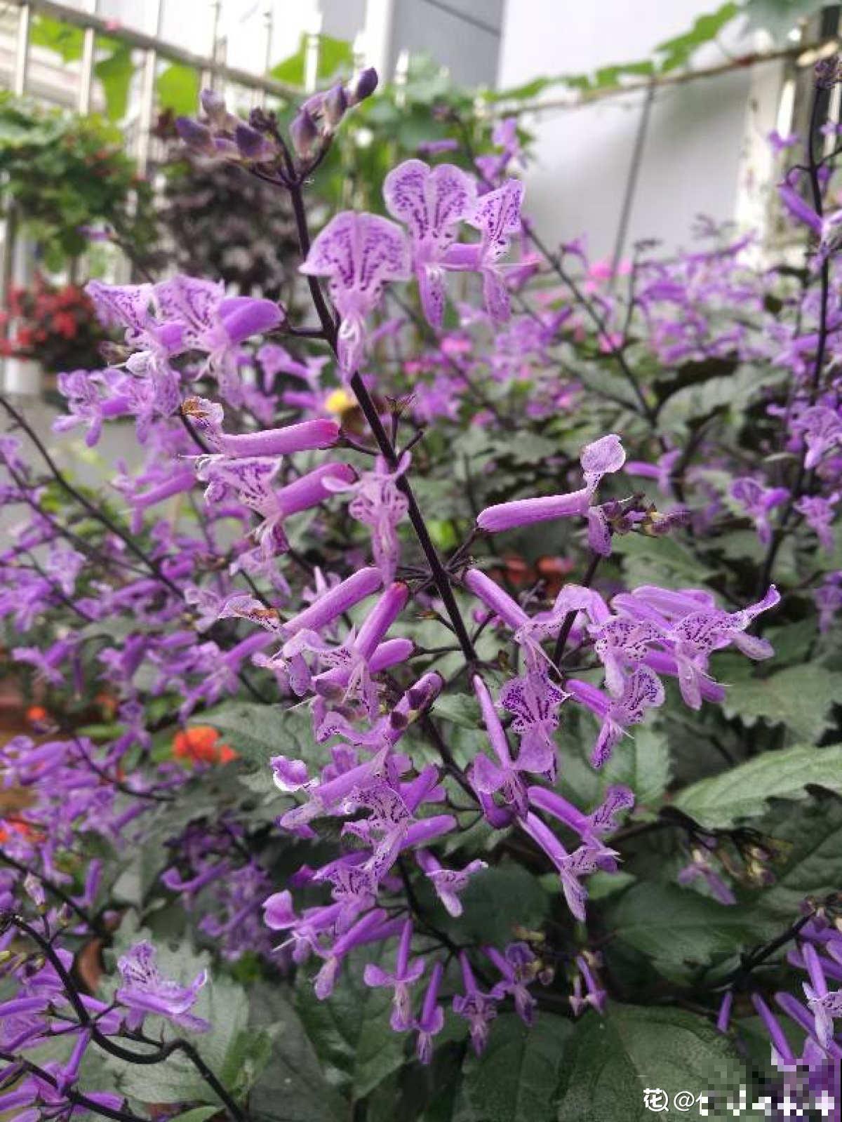 薰衣草中的“艺术品”,名叫莫奈薰衣草,皮实好养开花多 薰衣草中的“艺术品”,名叫莫奈薰衣草,皮实好养开花多