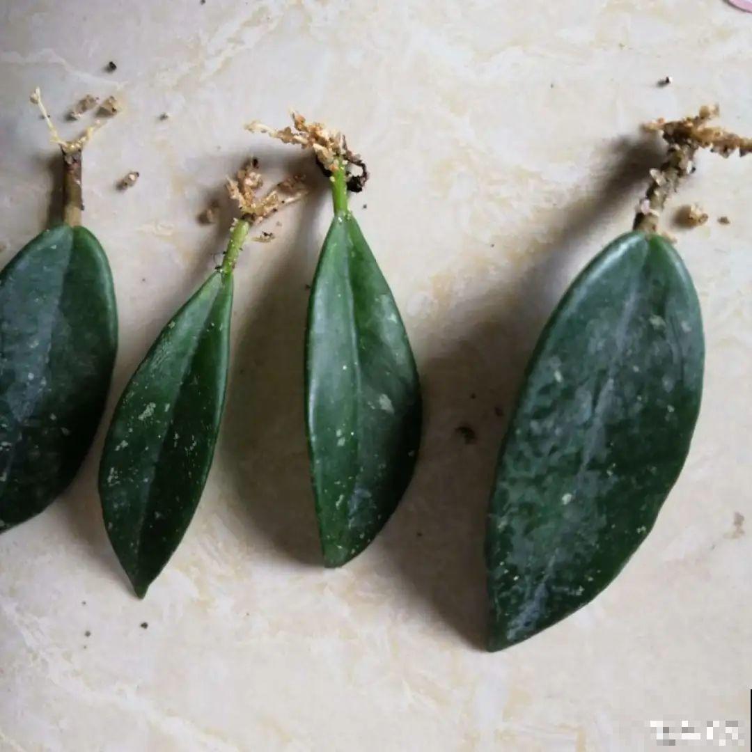 球兰开花特香，还非常耐阴，光照不好也能养