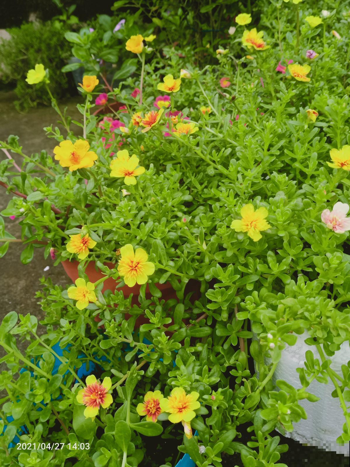 夏天还得养耐热花，使劲晒也能开花，关键是特别好养