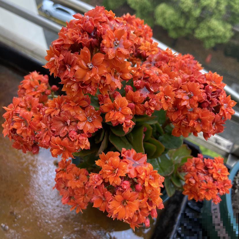 现在去花市买花，看到这3种，赶紧带回家，妥妥的捡漏