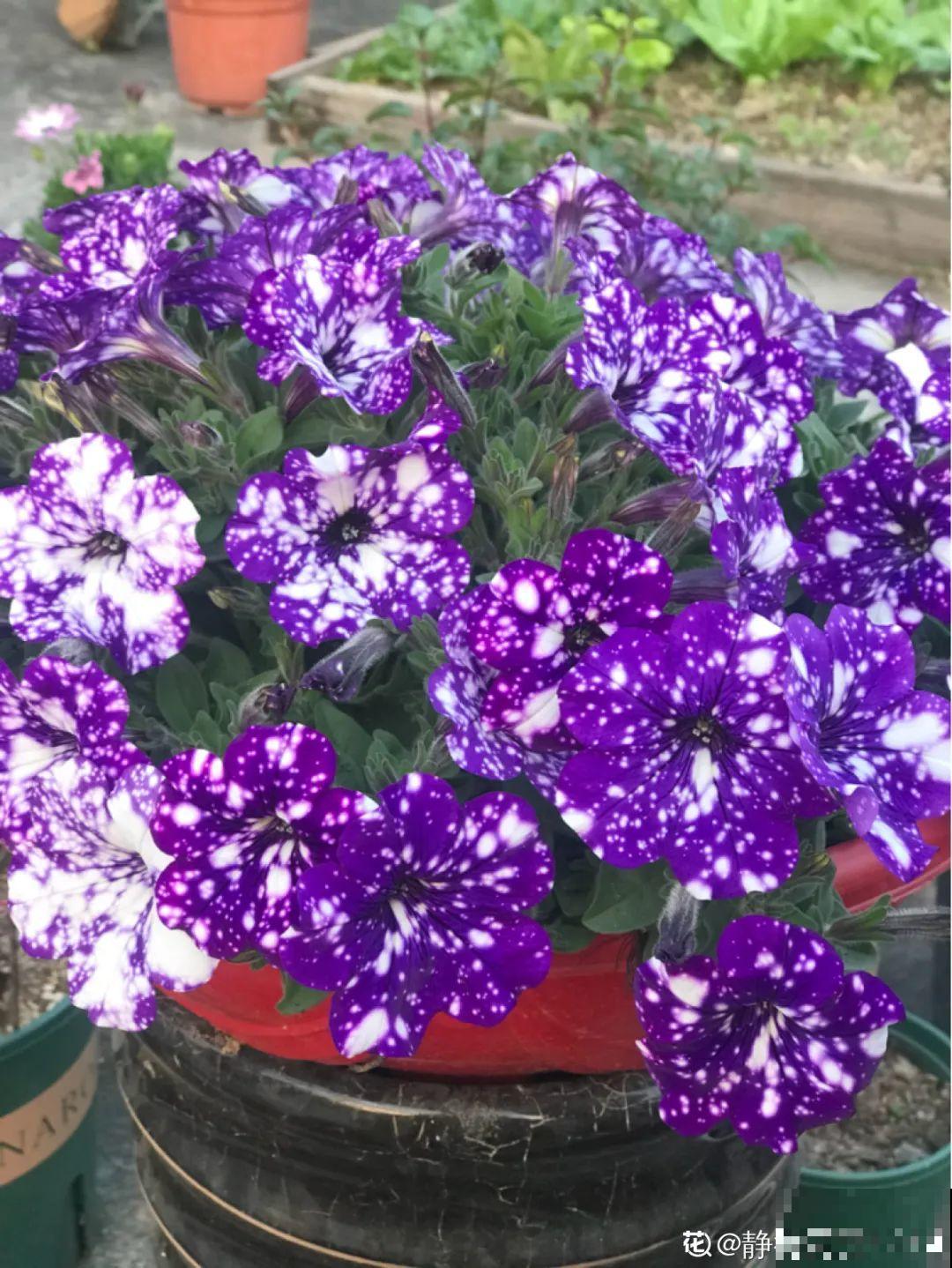 矮牵牛得剪一剪，才能开花多，满盆都是花苞！