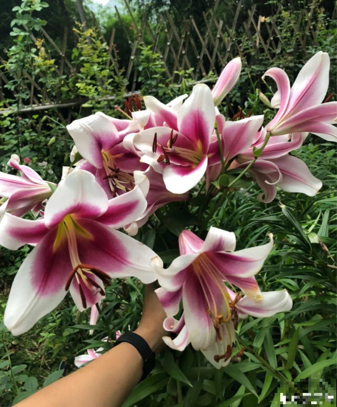 春天来了，有个院子养点花，简直太幸福