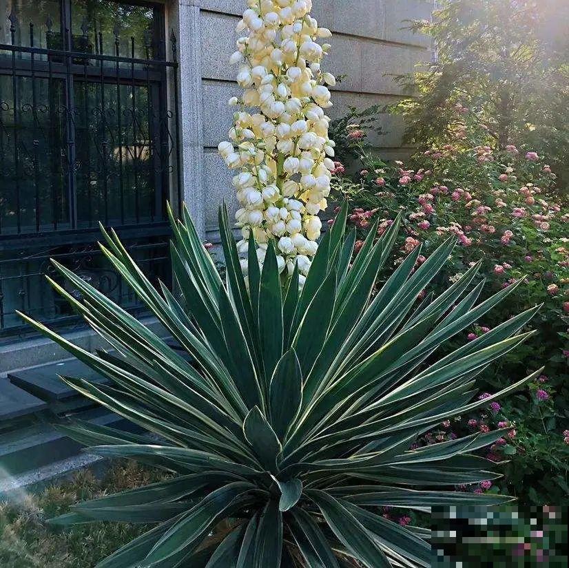 家里养棵“丑八怪”，霸气镇宅，越养越爱