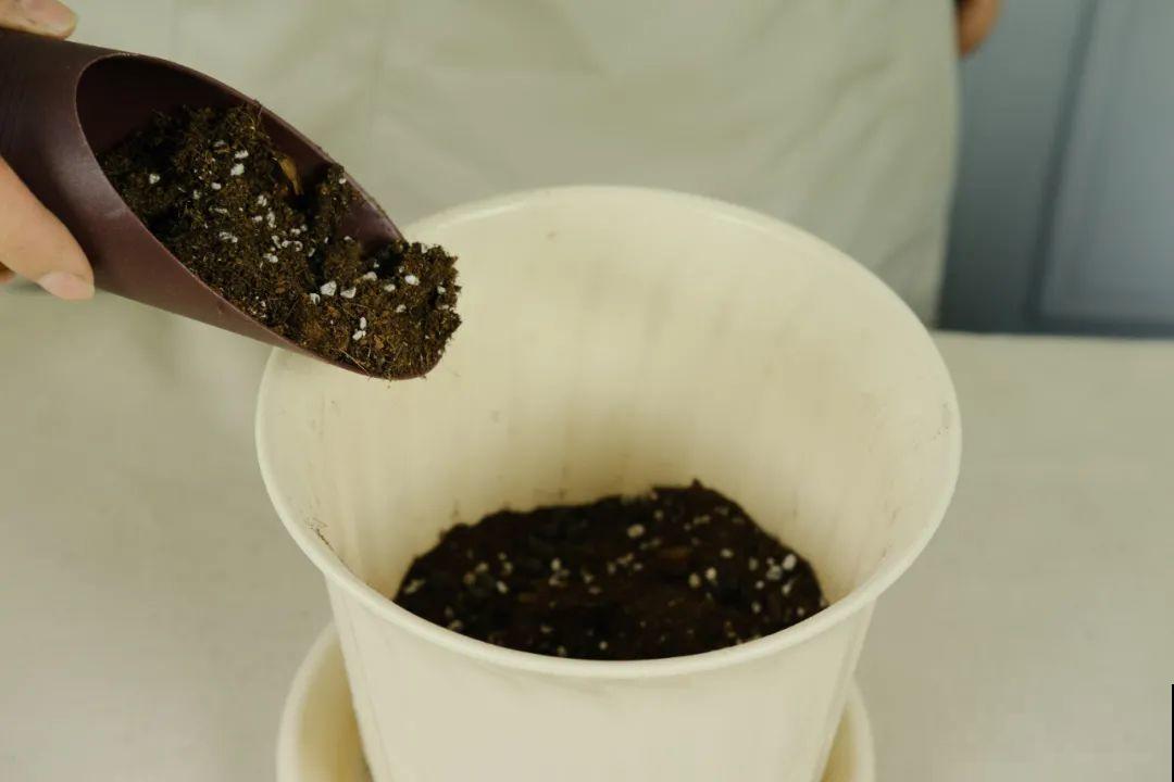 8种花开始慢慢睡醒了， 现在长得正旺，多浇水施肥， 开花更多！