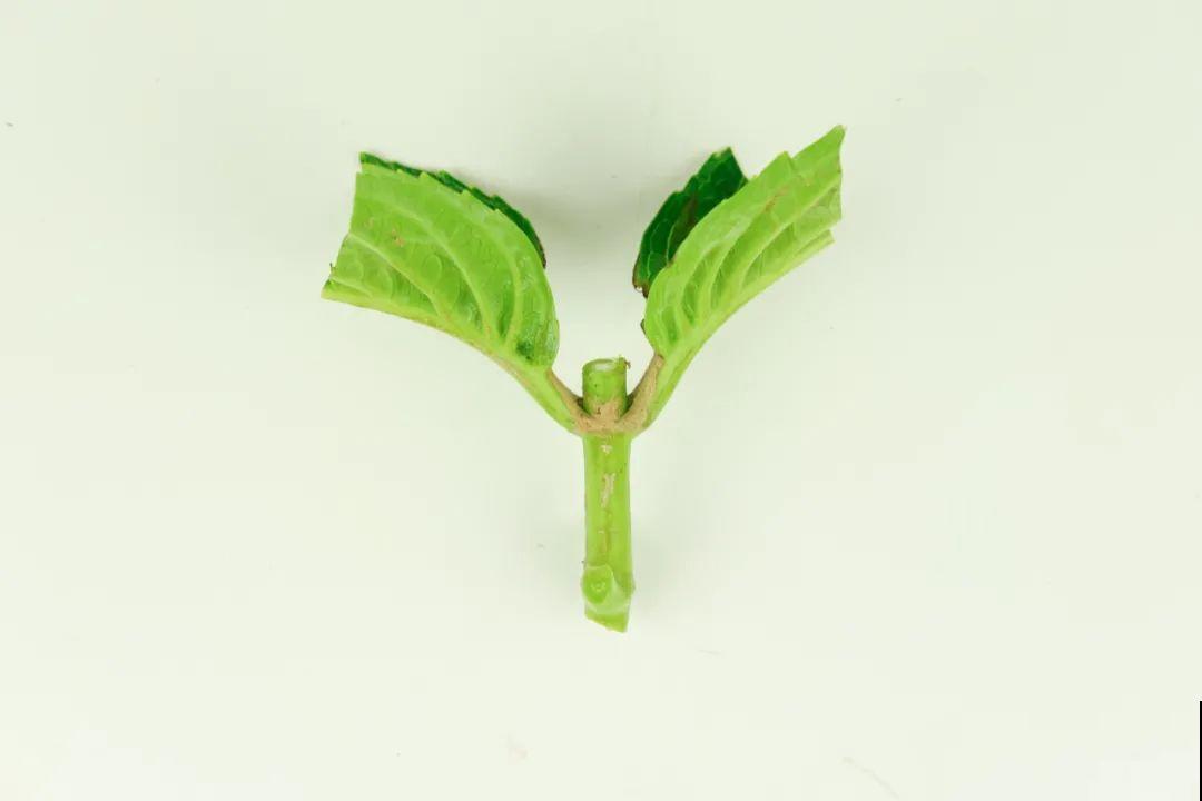 难度夏的8种花，赶紧扦插备份，再晚只剩盆了