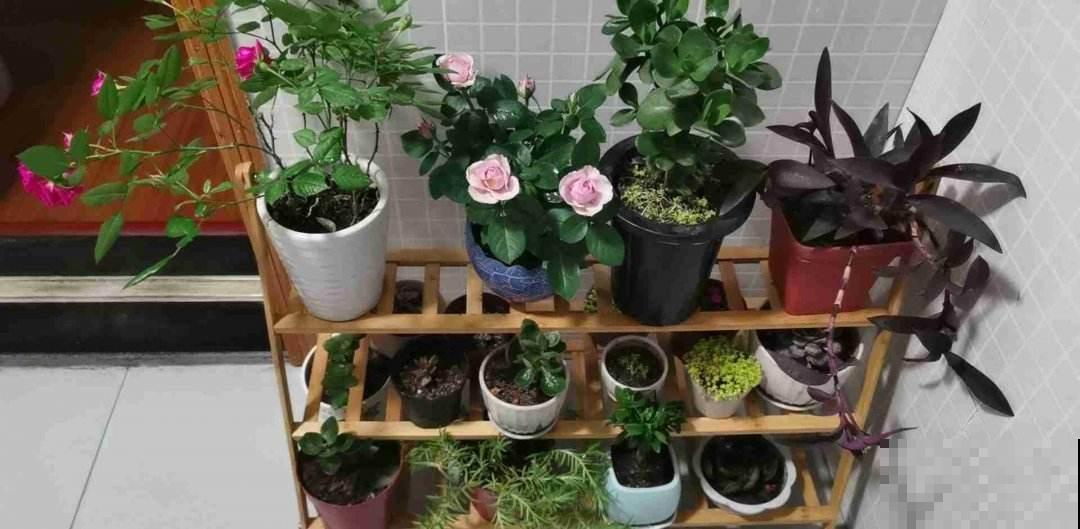 养花必备5件“家伙事儿”，个头小却实在好用，你家有几个？